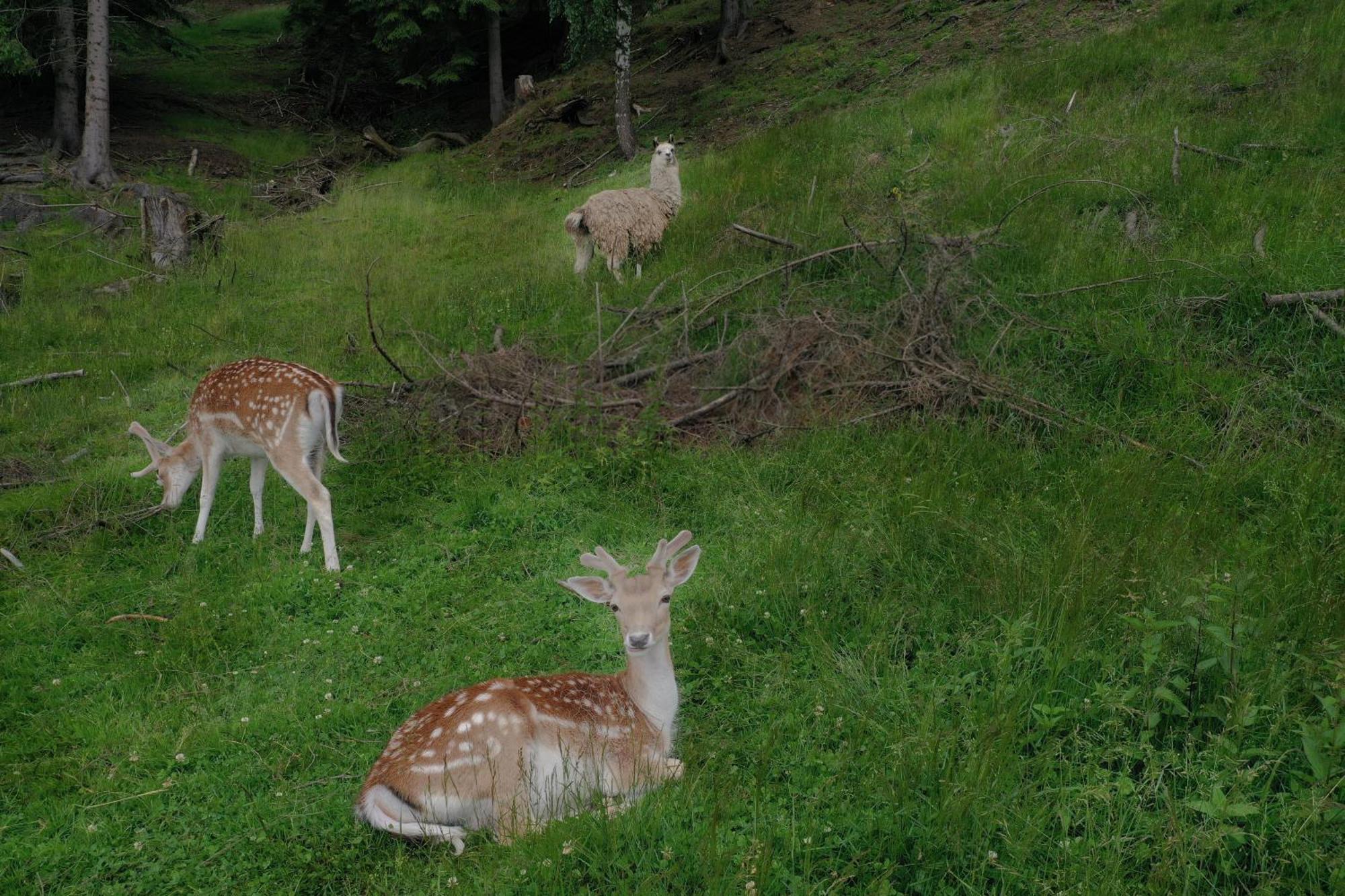 Pensiunea Poiana Izvoarelor Vatra Dornei Exterior foto